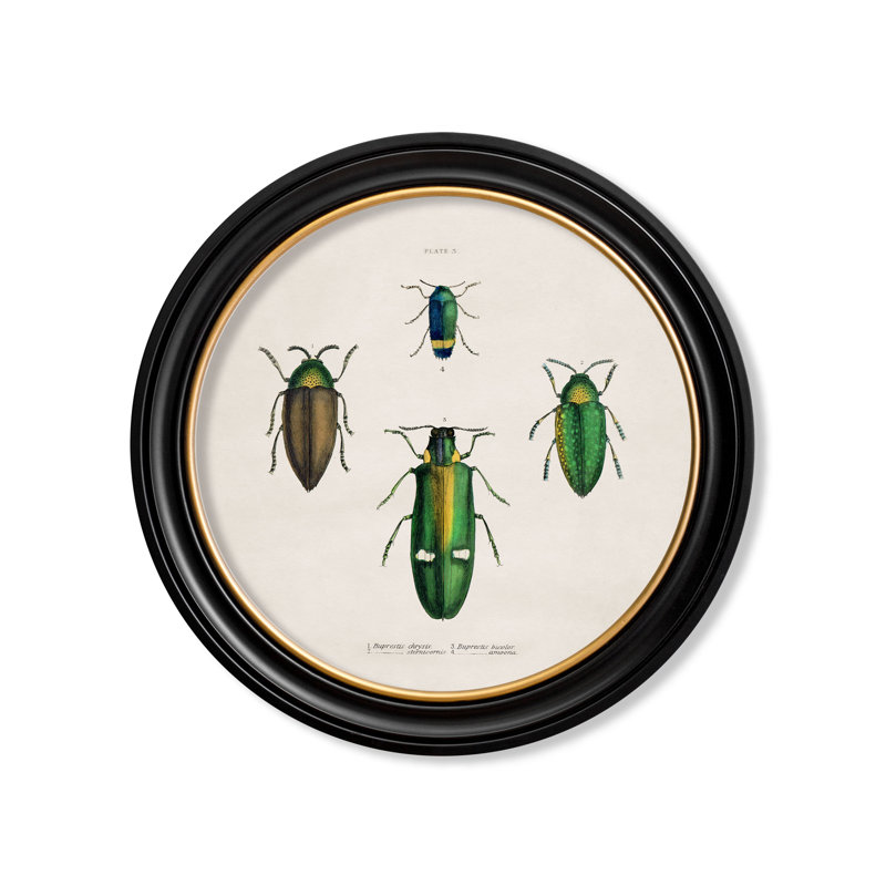 Beetles P3 by Mid-1800s - Single Picture Frame Print on Archival Matt 230gsm Paper