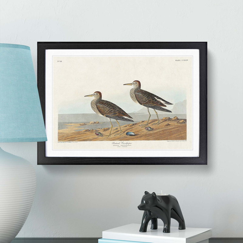 Pectoral Sandpipers by John Audubon - Framed Print, 27cm H x 36cm W x 2cm D, Black Framed