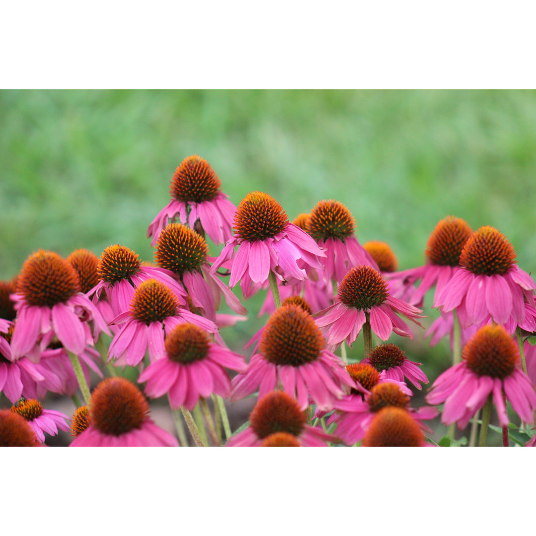 Echinacea von Redtyphoon72 - Drucken