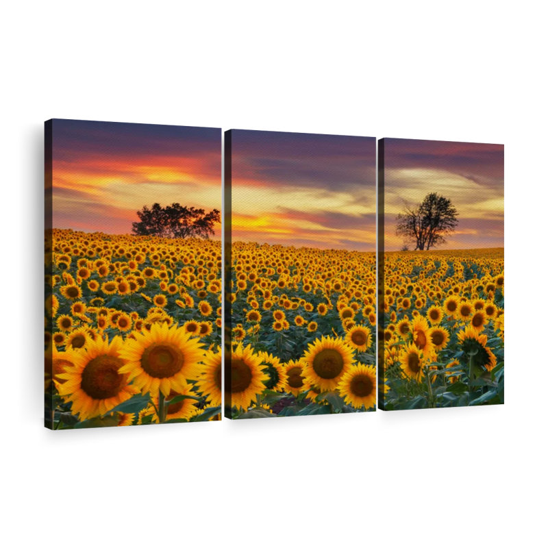 «Sunflower Field Dusk», 3 pièces sur toile, H 36 po x l 57 po