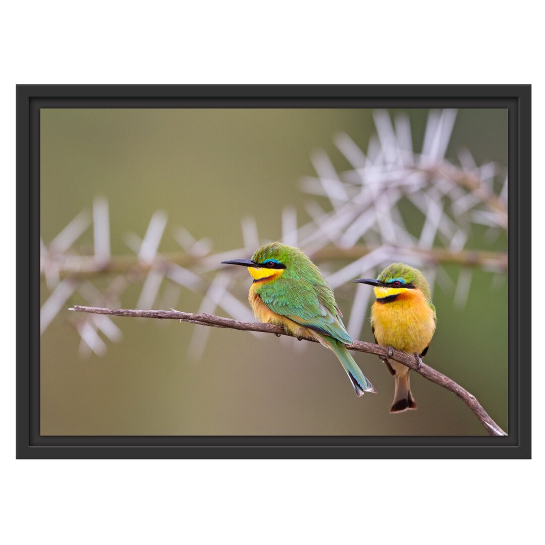 Gerahmtes Wandbild Vögel auf Ast