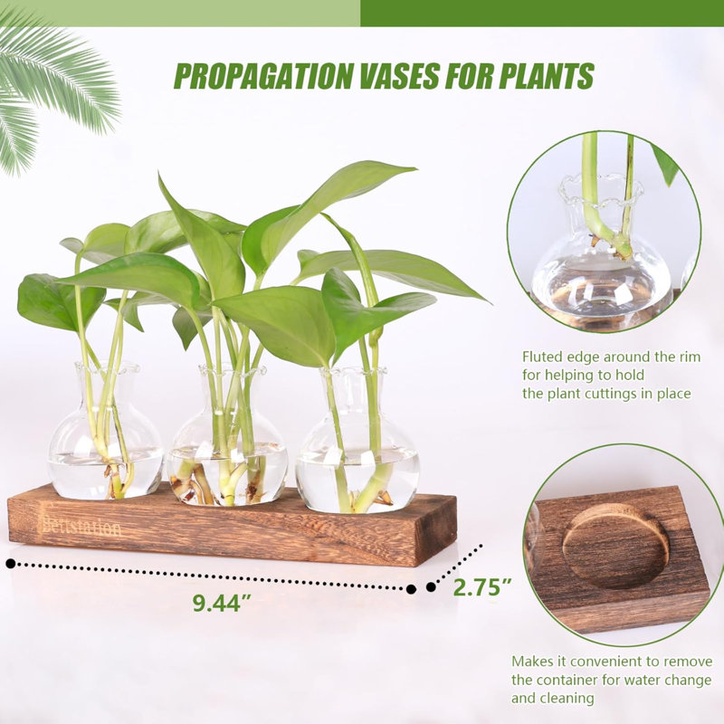 Station de propagation de plantes, terrarium à plantes avec support en bois et vase en verre