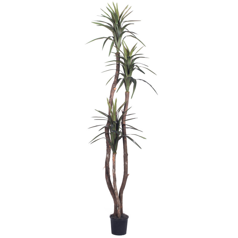 Arbre de luxe en pot Marginata