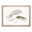 Lizard Illustrations by John Edward Gray - Picture Frame Painting Print-55617473-55617472