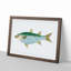 Mullet Fish by Edward Donovan - Picture Frame Painting Print-55580875-55580879