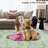 Washable Solid Color Textured Thin Indoor Rug, Low Pile Area Rug with Soft Surface, Non Slip Backing, Easy Clean Design for Living Room, Bedroom, Dorm, Home Office-549291329-551298859