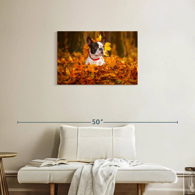 Bouledogue français dans un parc en automne, H 20 po x l 30 po
