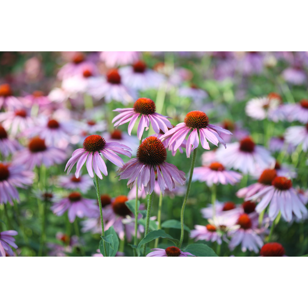 Lila Echinacea von Valerie Loiseleux - Kunstdrucke auf Leinwand