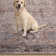 Rahway Oriental Machine Washable Rust Area Rug