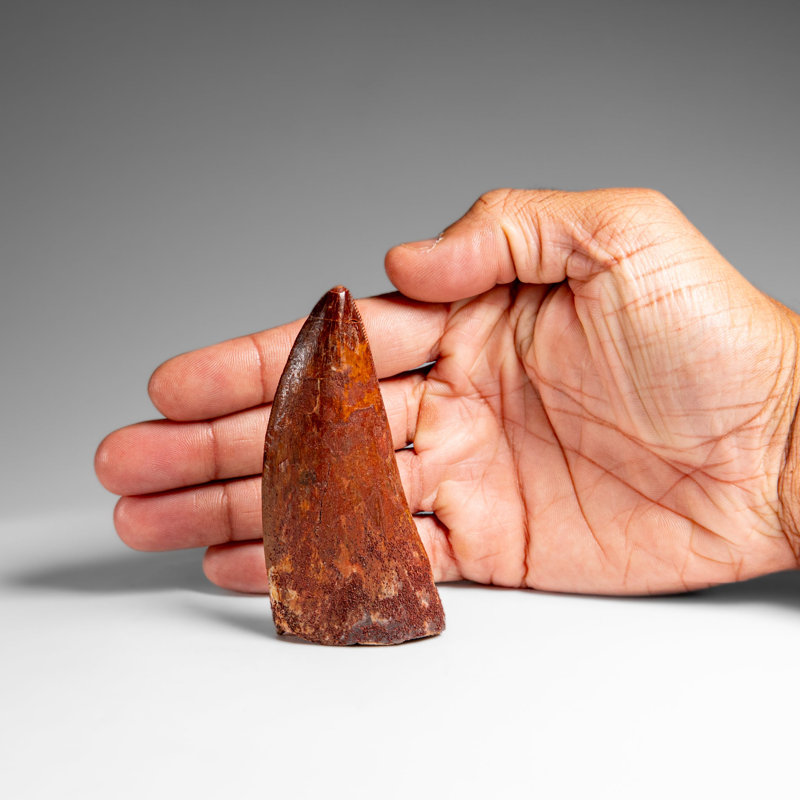 Genuine Natural Carcharodontosaurus Dinosaur Tooth In Display Box