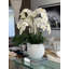 Phalaenopsis Orchid Floral Arrangement in Pot-1766237168