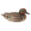 GRAND MALLARD AVEC UNE AILE VERTE