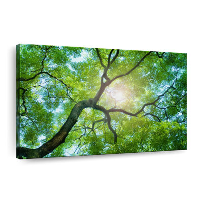 Tree Canopy Sunshine Canvas Print