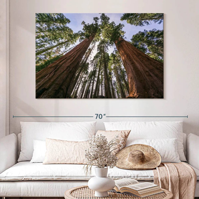 Harnek Sequoias From Below