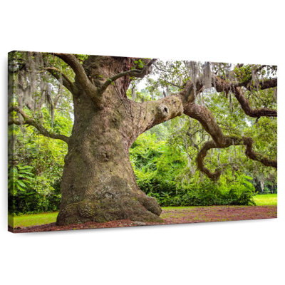 Harnek Live Oak Tree