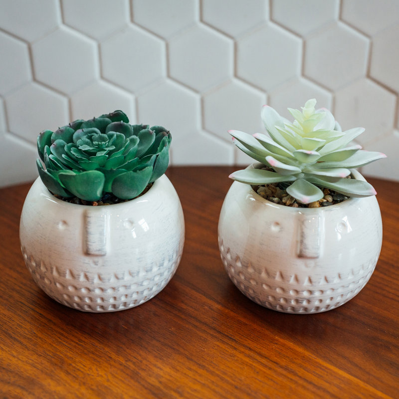 Plante de bureau succulente en pot 2 pièces