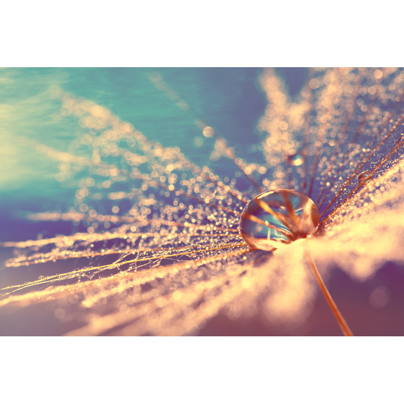 Lavette Abstract Background Of Dandelion Seed by Yulia Gusterina - Wrapped Canvas Print, 30cm H x 46cm W x 3.8cm D