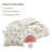 Gwen Mushroom Garden Comforter Set-1978616261-2001810332