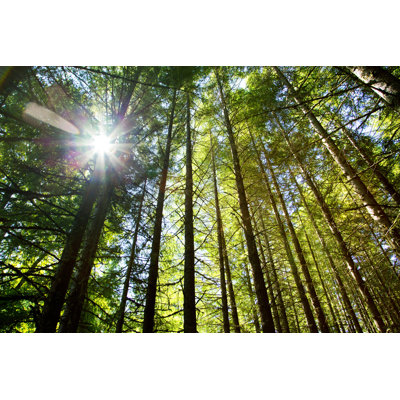Old Forest by 4Kodiak