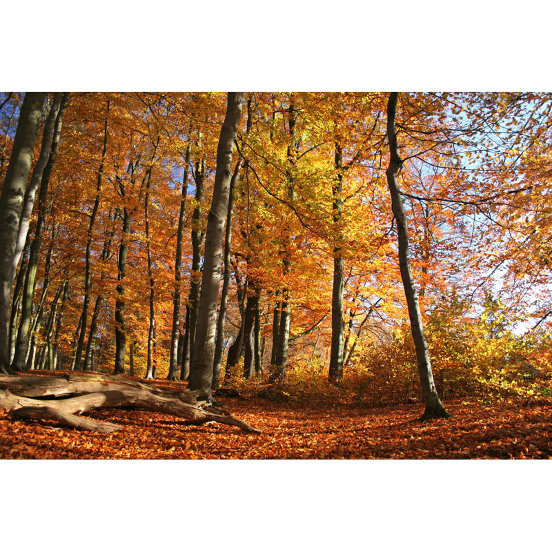 Golden Autumn LÃ¼neburg by Imo - No Frame Art Prints on Canvas, 20cm H x 30cm W