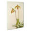 Magnolia Flowers Illustration Tab. 57 by Frederick Sander - Wrapped Canvas Print-55309662