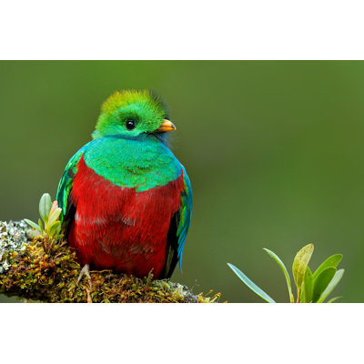 " Resplendent Quetzal " by Ondrej Prosicky