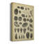 Étude de coquillages II - Illustration sur toile tendue-1556325451