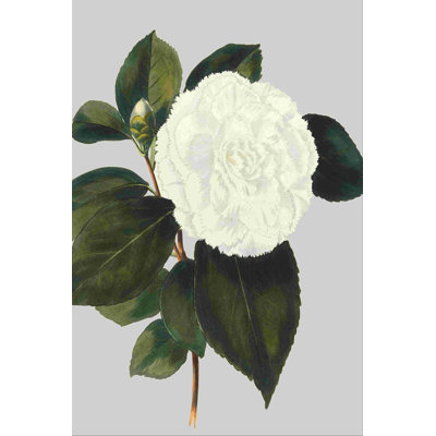 Camellia Japonica II