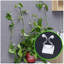 Fixation murale 50PCS