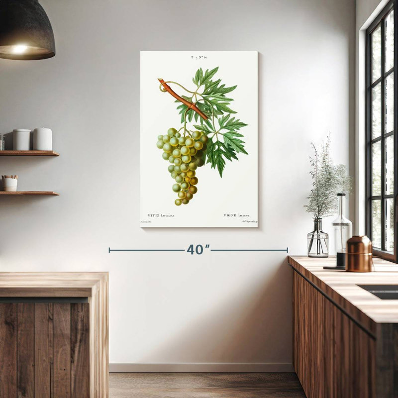 Yarlin Grape Vine - Vitis Laciniata, 39" H x 26" W