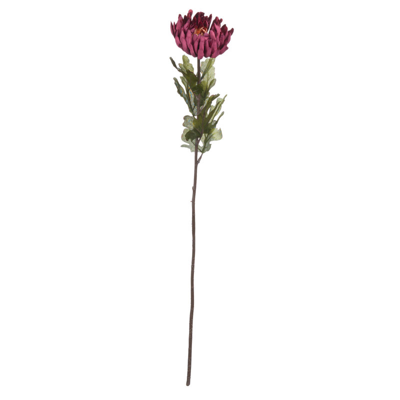 Anastasija Arrangement