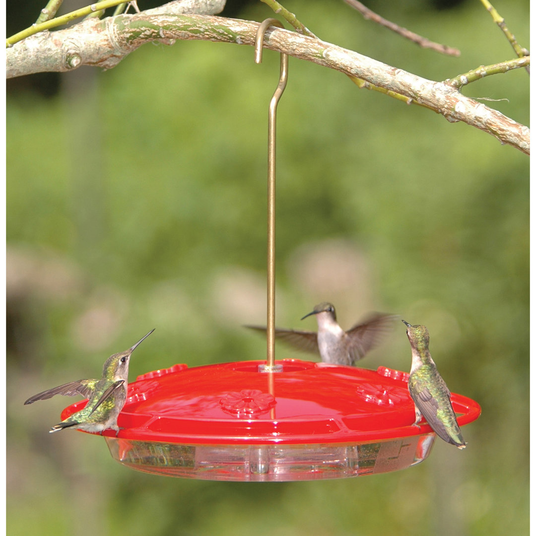 Kitts Hanging Hummingbird Feeder Arlmont & Co.