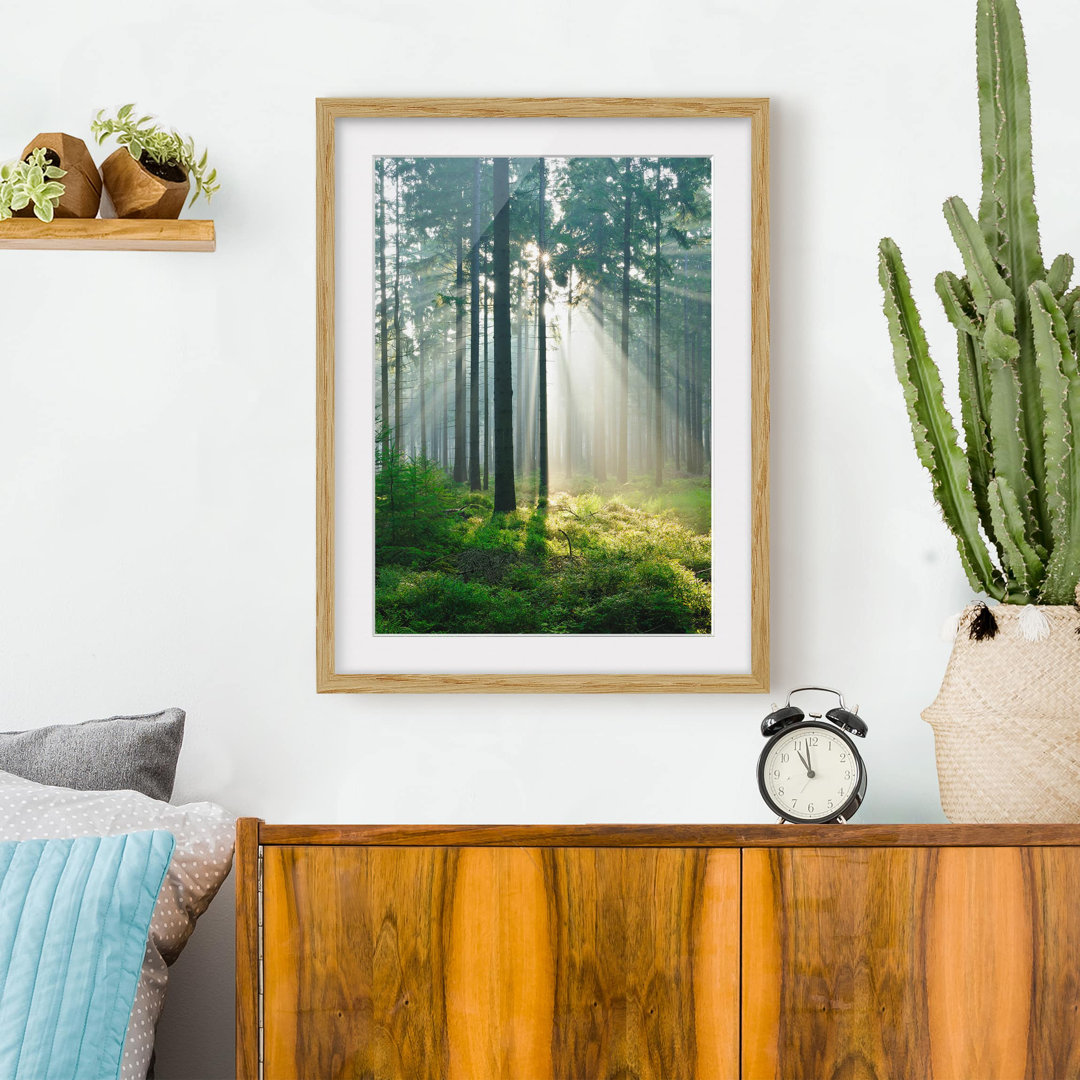 Gerahmtes Poster Beleuchteter Wald