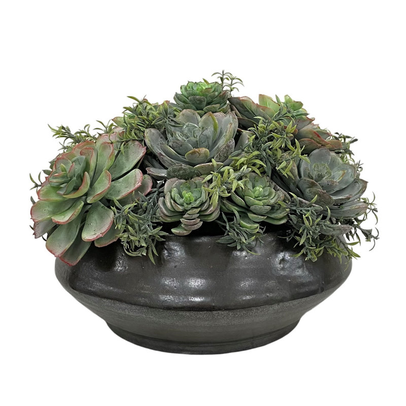SUCCULENT DANS LA PLANTÉE CONTEMPORAINE
