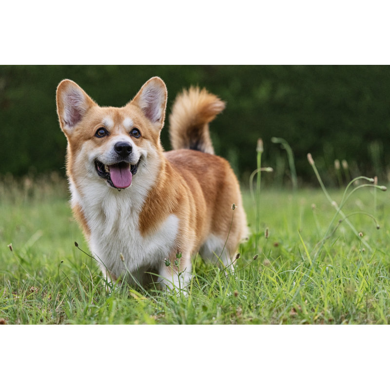 Mignon chien corgi gallois ludique jouant par Piola666
