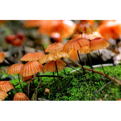 " Mushroom In Forest " by Khlongwangchao