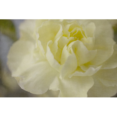 Rose Whisper I by Judy Stalus - Wrapped Canvas Print