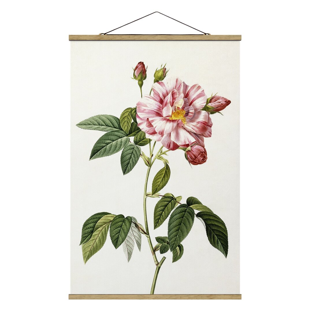 Stoffbild Rosa Gallica Rose von Pierre-Joseph Redoute