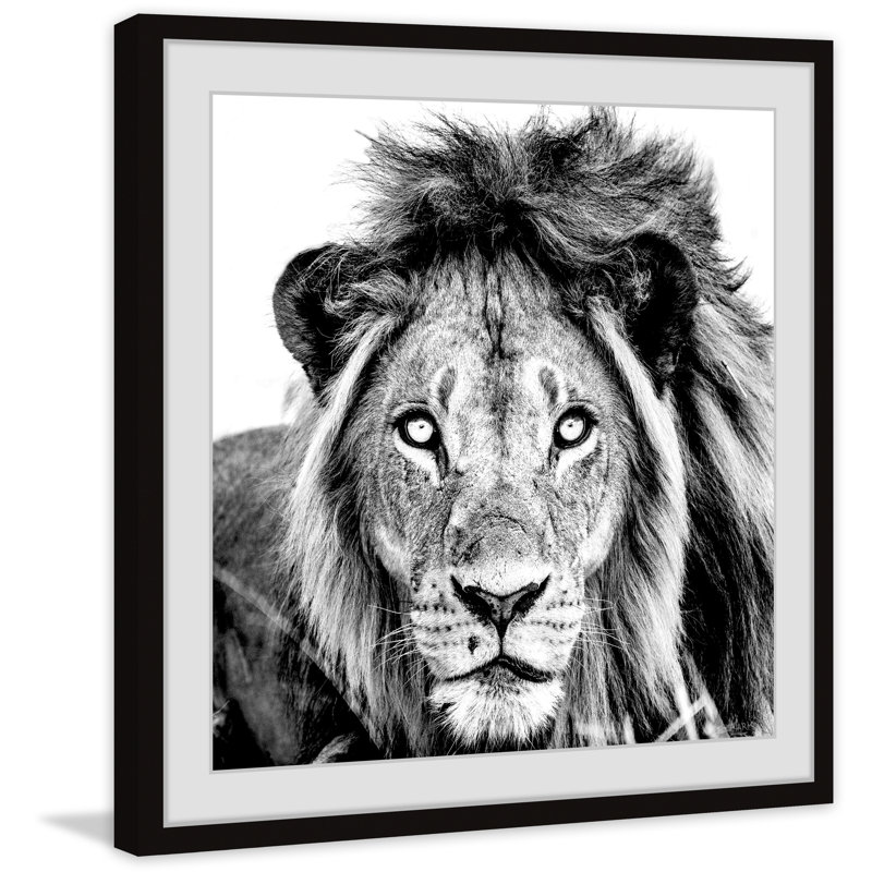 Mighty Lion - Single Picture Frame Print, 81cm H x 81cm W x 3.81cm D