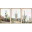 Cactus désert "Southwestern Green Saguaro-91875147-91875146