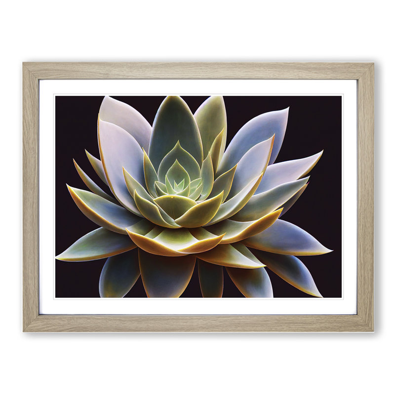 Compelling Succulent Plant - Framed Print, 46cm H x 64cm W x 2cm D, Oak