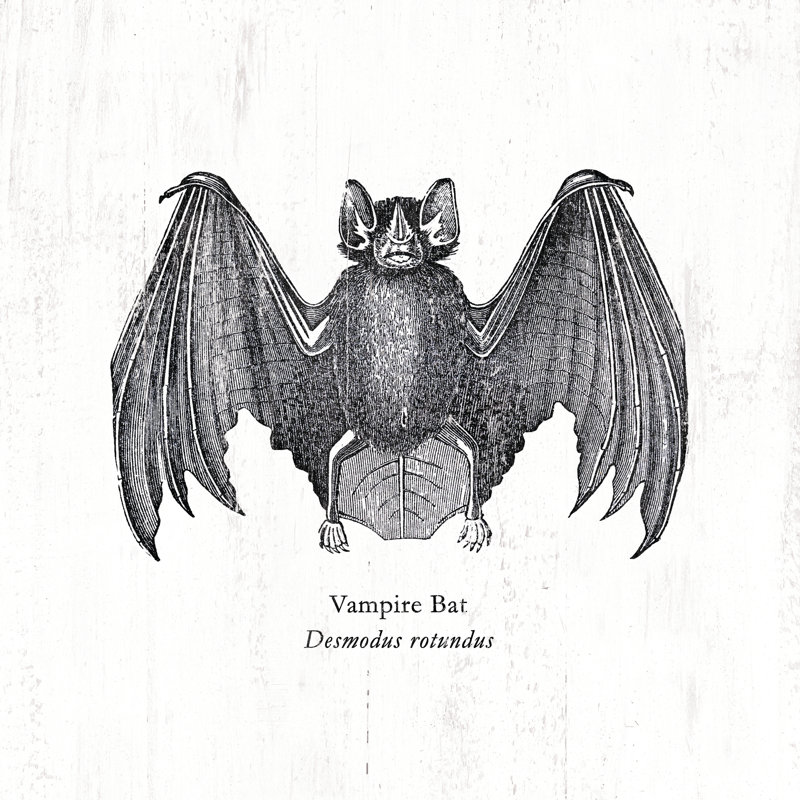 Scientific Vampibat - Wrapped Canvas Print, 76cm H x 76cm W x 3.8cm D