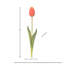 Tulipe Holland 23 "Just Cut-1011790125