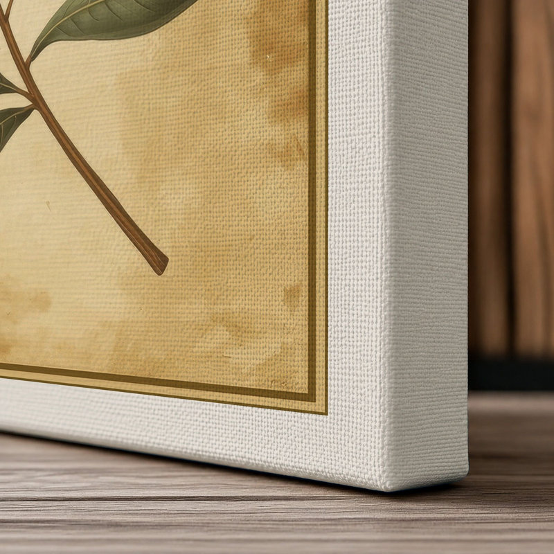 Olive Branch Study Botanical - Wrapped Canvas, 36x24 - 91.4 x 61.0 cm, Cream Border