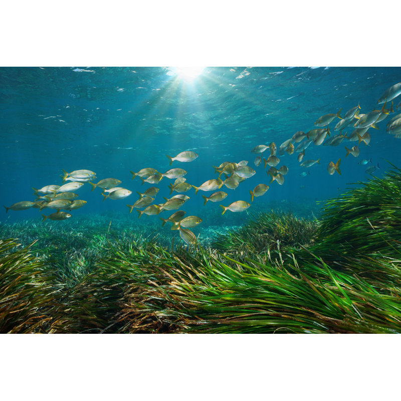 Mediterranean Sea Fish - Wrapped Canvas Print, 30cm H x 46cm W x 3.8cm D