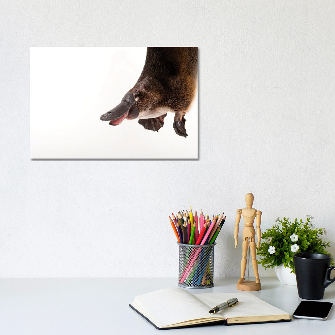 A Platypus At The Healesville Wildlife Sanctuary von Joel Sartore - Galerie-verpackte Leinwand Giclée