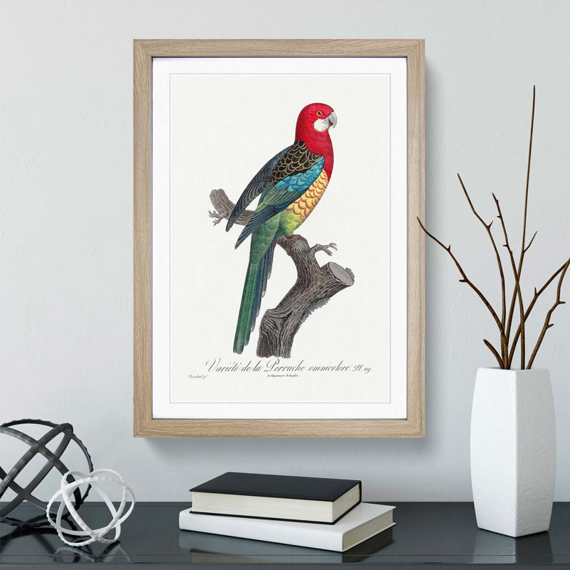 A Eastern Rosella Parrot by F. Levaillant - Framed Print, 45cm H x 33cm W x 2cm D, Oak Framed