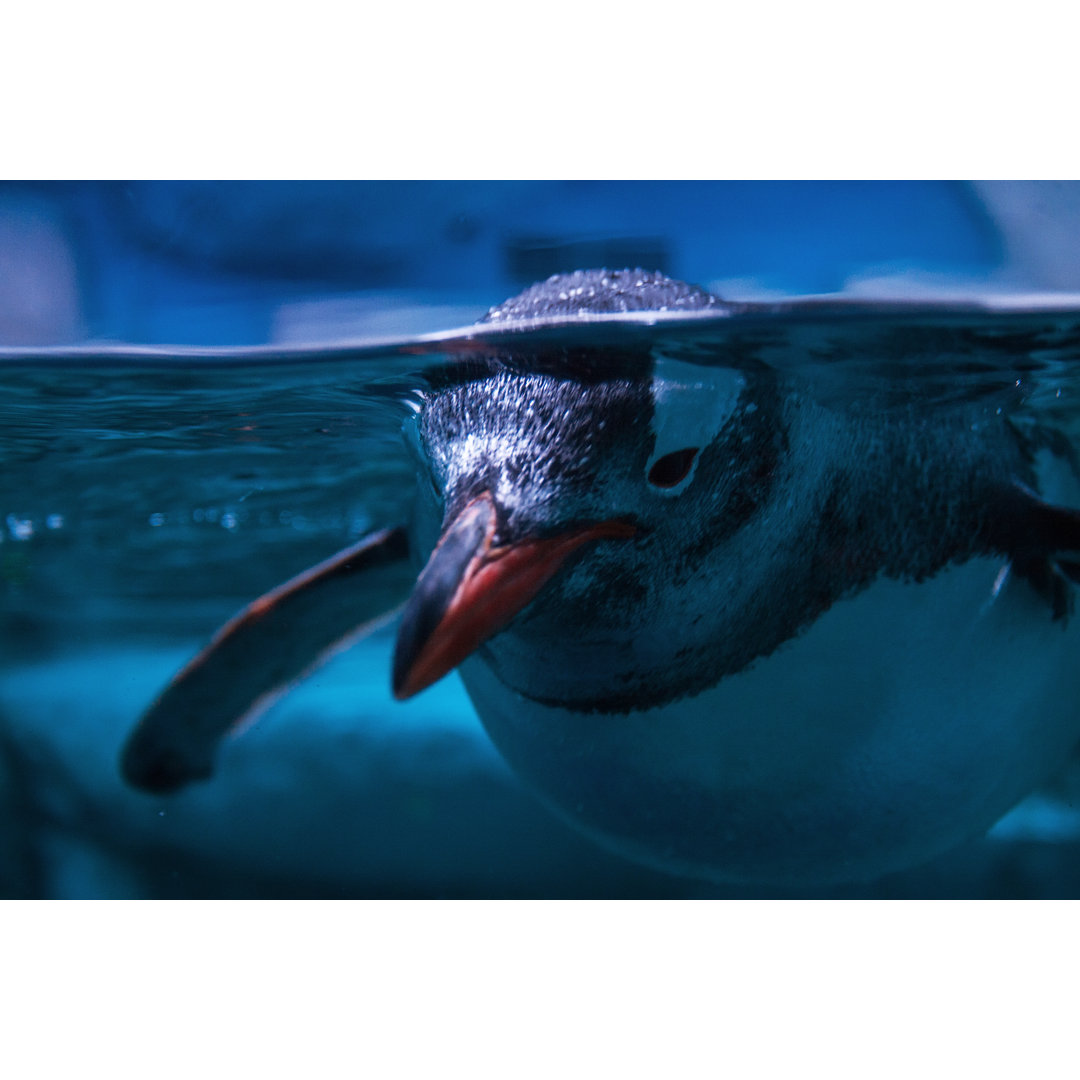 Pinguin schwimmt unter Wasser