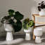 Nappula Ceramic Pot Planter-79187406-79187405