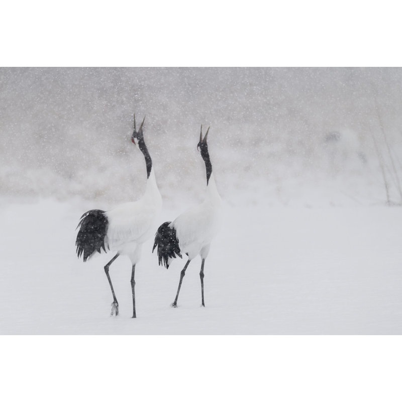 Wrapped Canvas Print, 50.8 cm H x 76.2 cm W